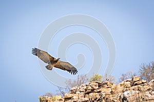Vulture Soaring