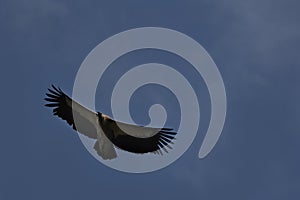 Vulture Soaring High in Spring Morning Sky