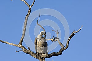 Vulture sitting on branches of dead tree against clear blue sky in South Africa
