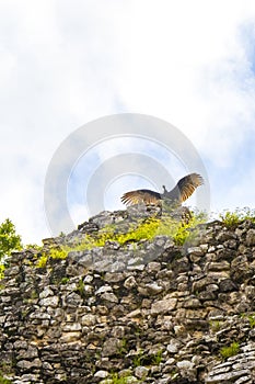 Vulture spreads its wings on top of Coba ruins Mexico