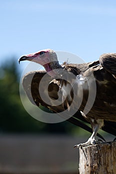 Vulture Stilling looking