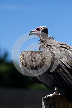 Vulture Stilling looking