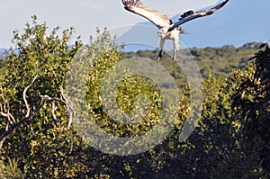 Vulture about to pounce on his prey. Closeup