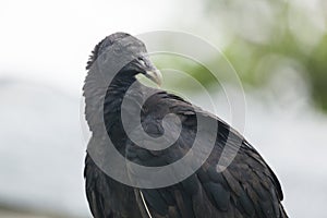 Vulture in Tortuguero