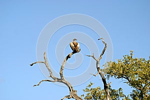 Vulture in a Tree