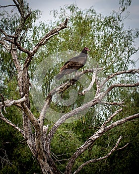 Vulture in Tree in Port Mansfield, Texas