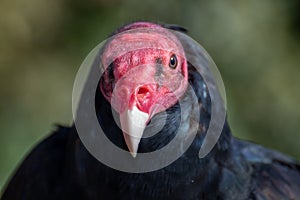 Vulture turkey necrophorous bird south america