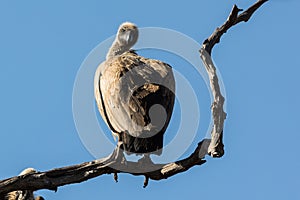 Geier ist ein auf der verdrehte Zweig aus ein Baum 