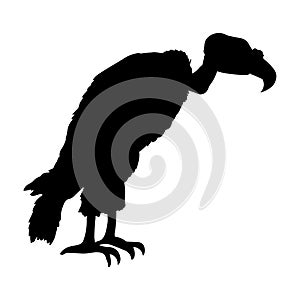 Vulture vector illustration black silhouette