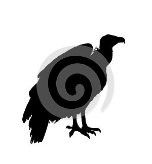 Vulture vector silhouette illustration isolated on white background. Big bird symbol. Griffon vulture .