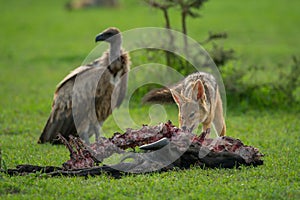 Vulture watches black-backed jackal eating wildebeest carcase