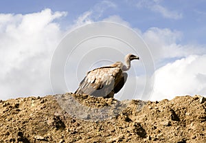 Vulture in wild