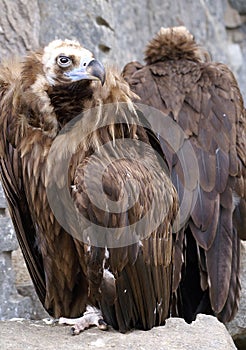 Vulture - wild bird