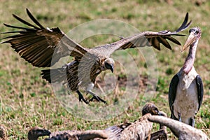 Vulture wings open flying high Marabou stork watching at the Maasai Mara National Game Reserve park rift valley Narok county east