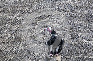 Vulture in the zoo