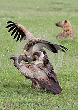 Vultures