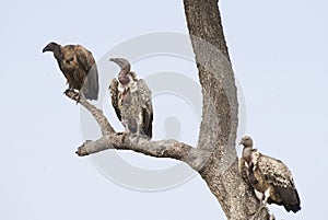 Vultures