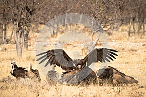 Vultures photo