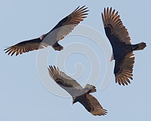 Vultures photo