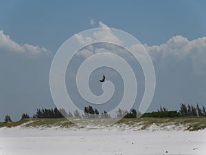 Vultures at Big Beach Praia Grande