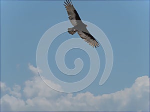 Vultures at Big Beach Praia Grande