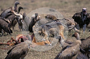 Vultures and Black-Backed Jackal, canis mesomelas, Adult eating Carcass of Impala, Masai Mara Park in Kenya