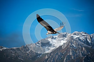 Vultures blue sky mountain peak soar fly free photo