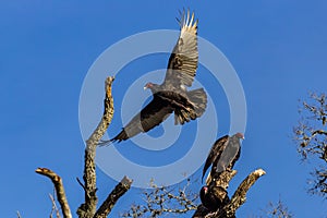 Vultures in Brazos Bend
