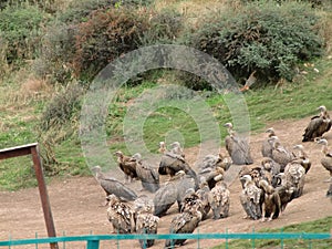 Vultures on the burial platform