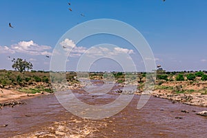 Vultures clean up nature feasting on the wildebeest carcasses at the Maasai Mara River National Game Reserve Park And Conservation