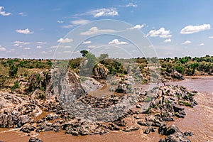 Vultures clean up nature feasting on the wildebeest carcasses during the world`s greatest migration at the Maasai Mara River Natio