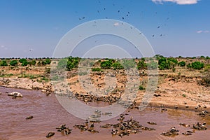 Vultures clean up nature feasting on the wildebeest carcasses during the world`s greatest migration at the Maasai Mara River Natio