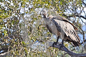 Vultures closeup