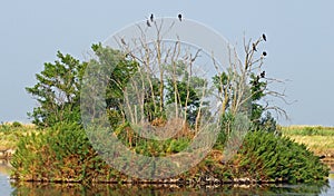 Vultures and crows in the uninhabited island 2