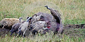 Vultures cut up their prey in the savanna