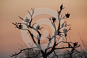 Vultures in a dead tree silhouetted against evening sky