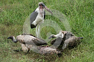 Vultures Eating - Serengeti, Tanzania, Africa