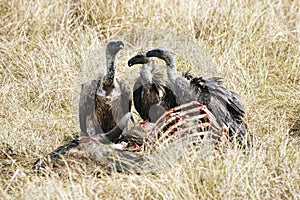 Vultures feed on carcass in Masai Mara, Kenya