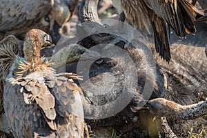 Vultures Feeding on a Buffalo Carcass