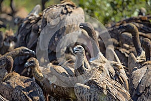 Vultures Feeding on a Buffalo Carcass