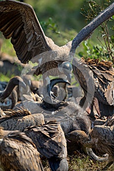 Vultures Feeding on a Buffalo Carcass