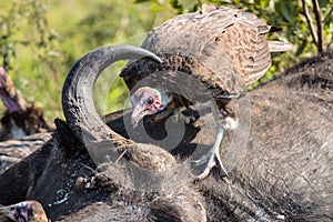 Vultures Feeding on a Buffalo Carcass