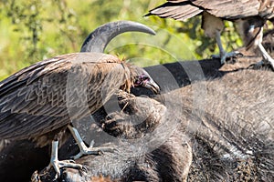 Vultures Feeding on a Buffalo Carcass