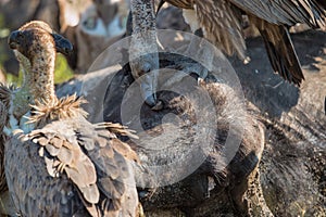 Vultures Feeding on a Buffalo Carcass