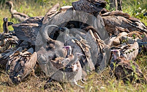 Vultures Feeding on a Buffalo Carcass