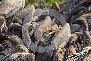 Vultures Feeding on a Buffalo Carcass