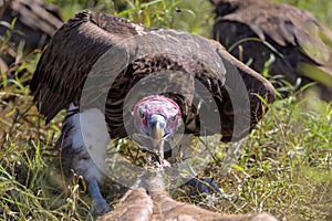 Vultures Feeding on a Buffalo Carcass