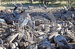 Vultures Feeding