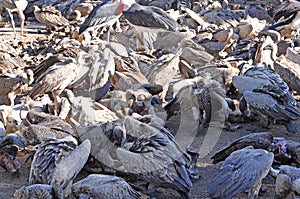 Vultures feeding