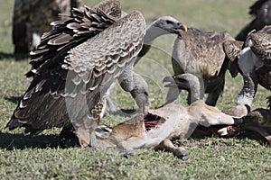 Vultures feeding on a wildebeest calf carcass